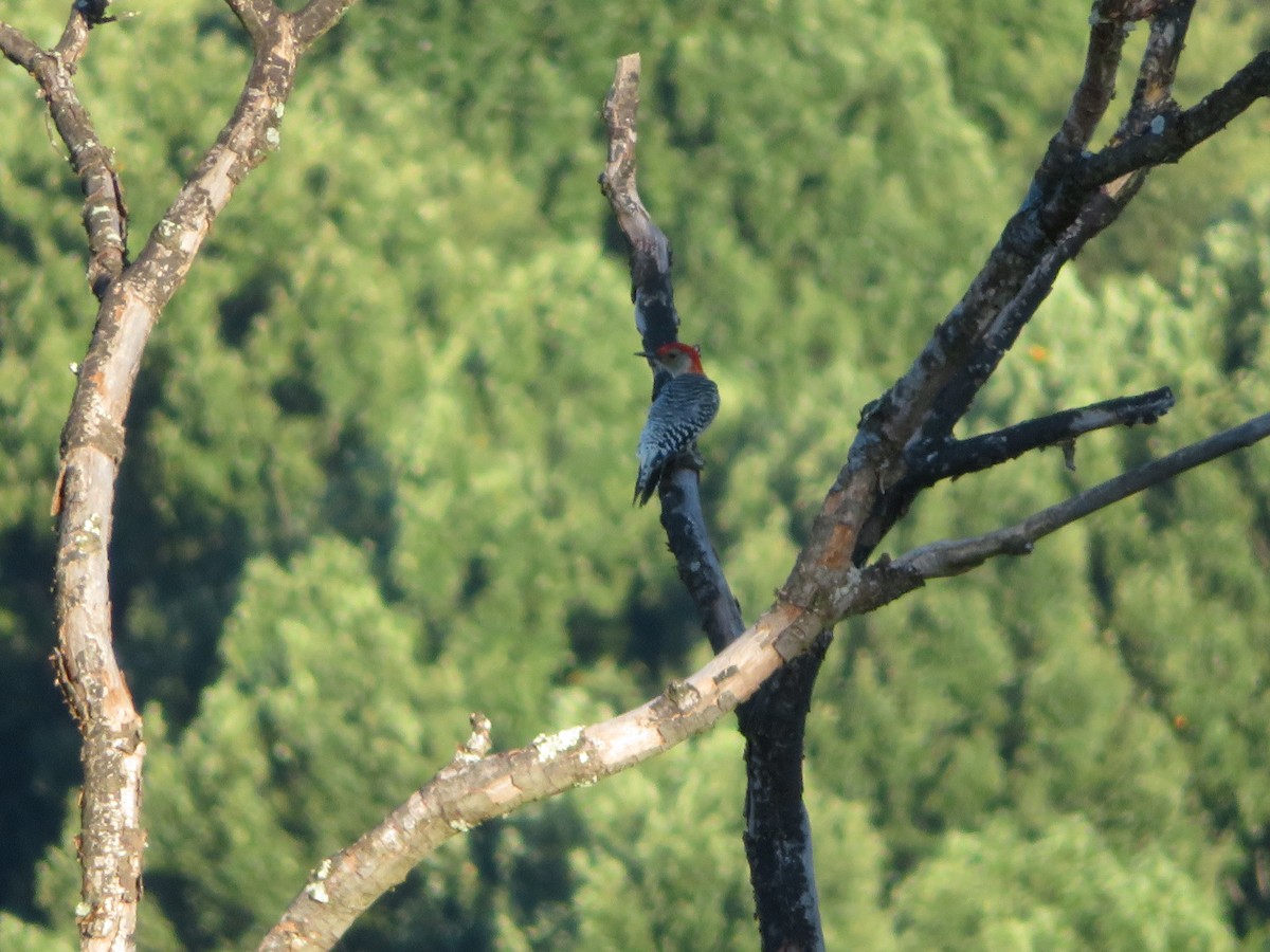 Red-bellied Woodpecker - ML480398331