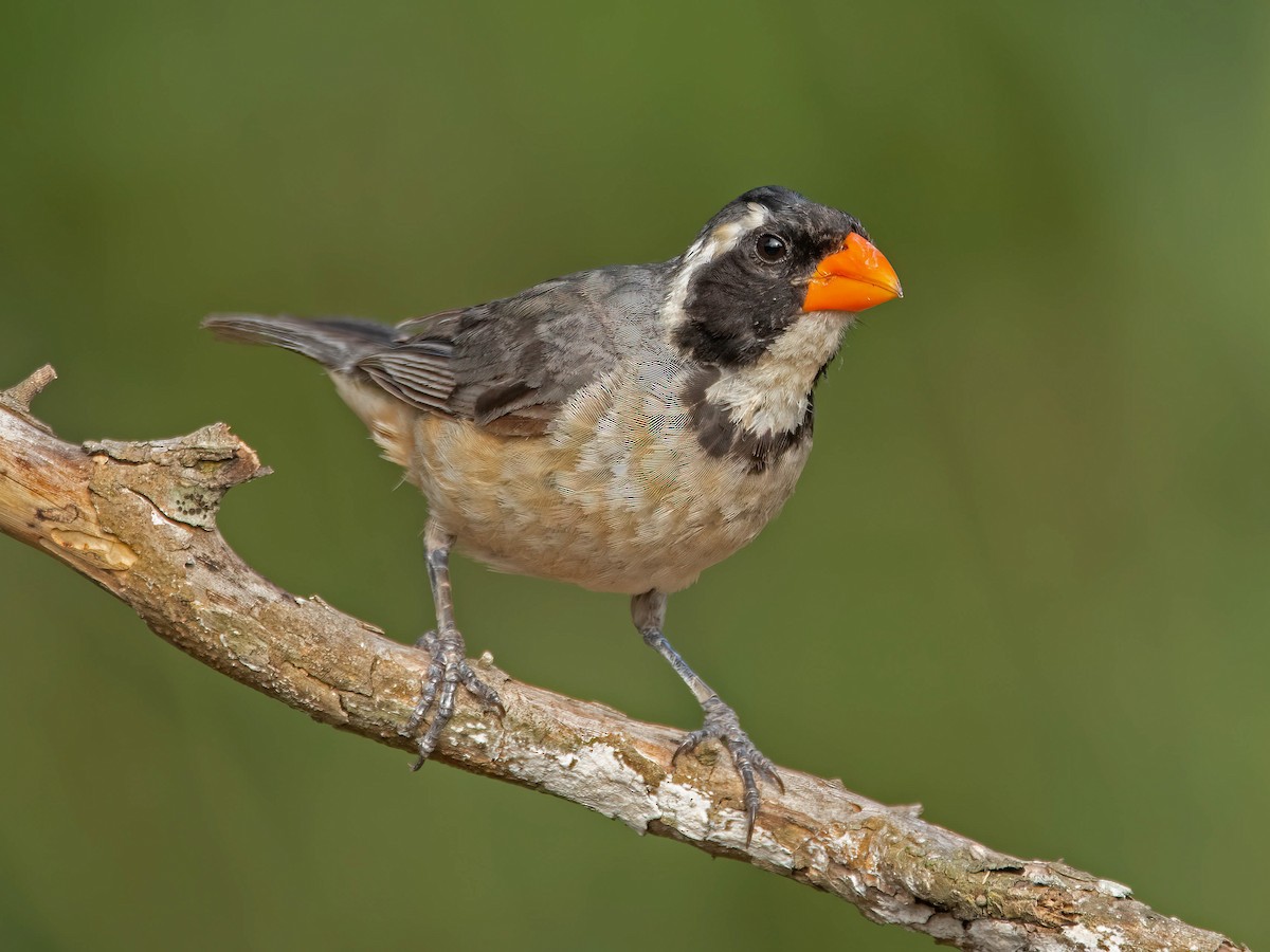 Golden-billed Saltator - Saltator aurantiirostris - Birds of the World