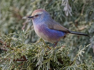 White-browed Tit-Warbler - Leptopoecile sophiae - Birds of the World