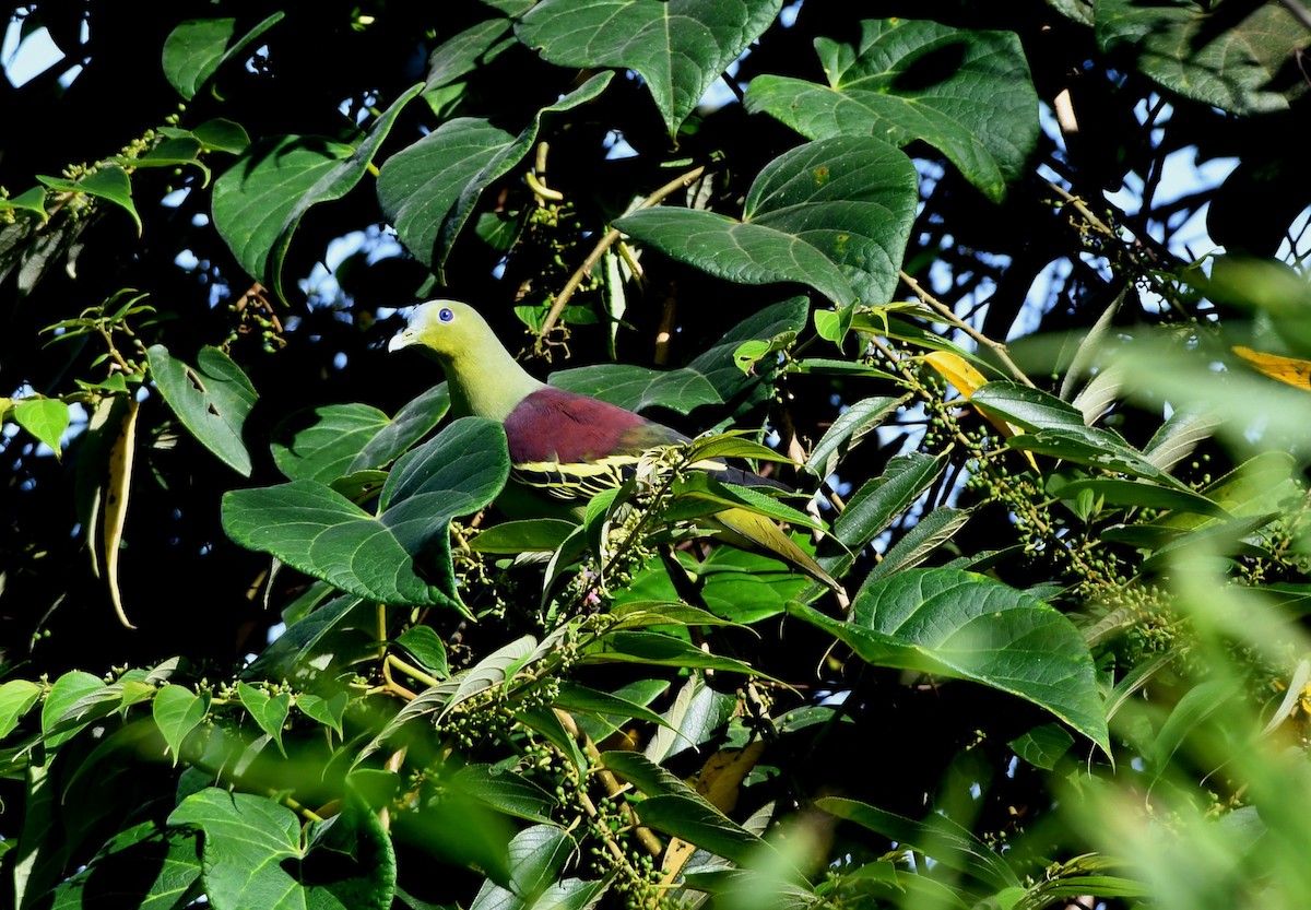Gray-fronted Green-Pigeon - ML480405701