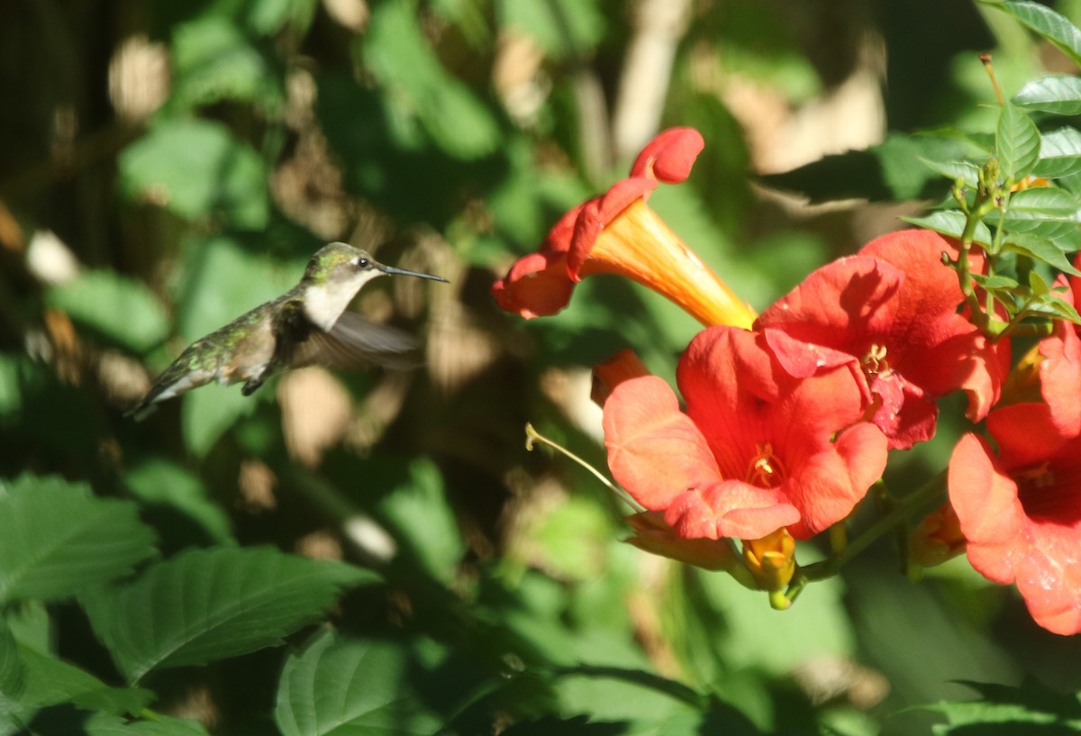 Ruby-throated Hummingbird - Vyom Vyas
