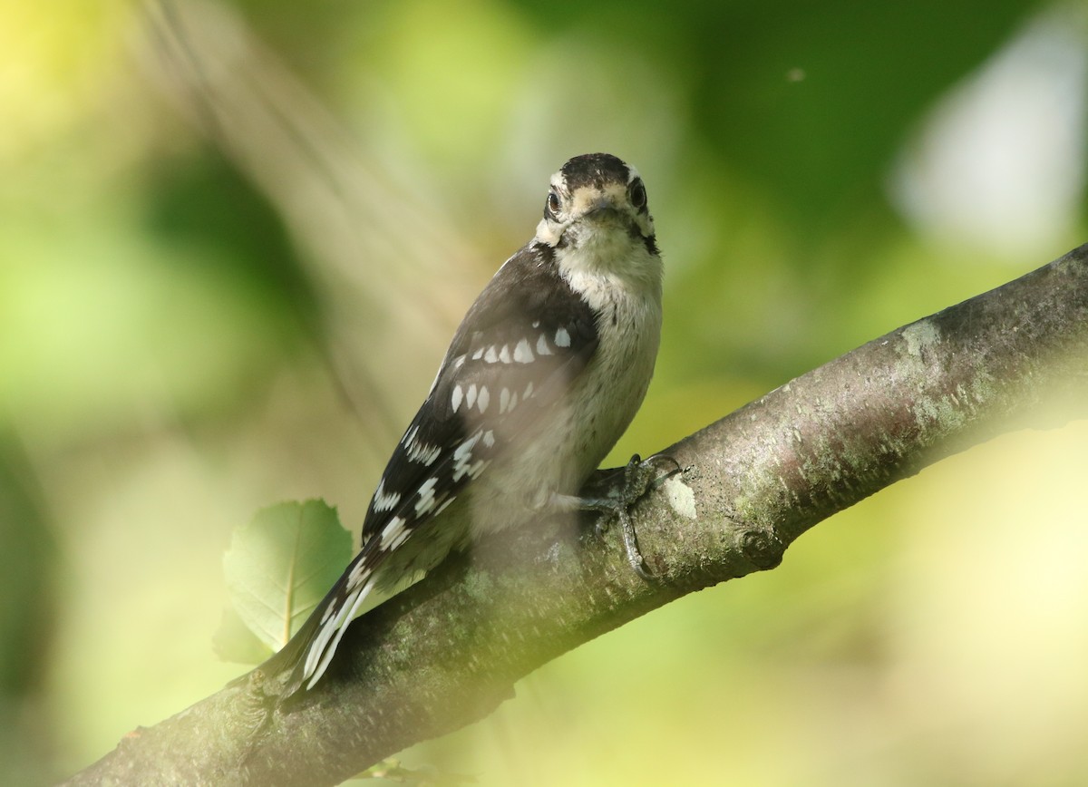 Downy Woodpecker (Eastern) - ML480410721