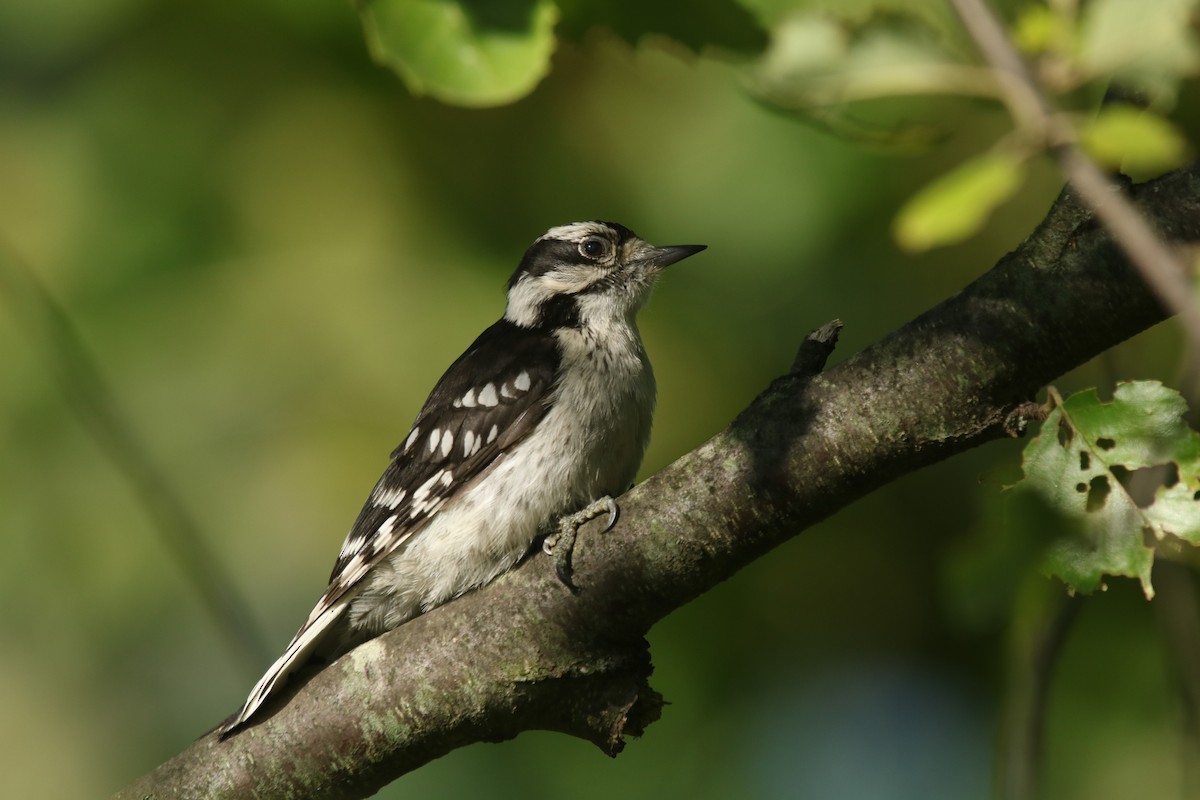 Downy Woodpecker (Eastern) - Vyom Vyas