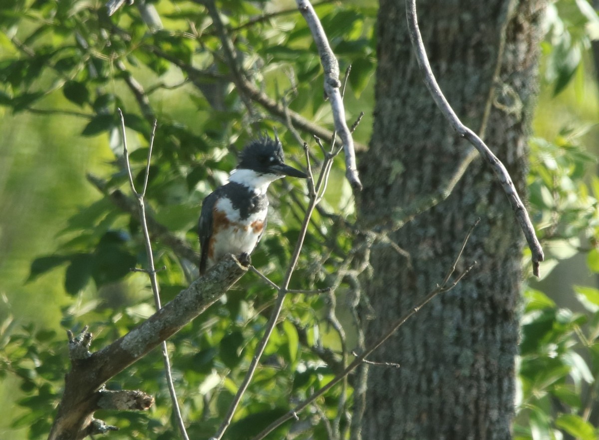 Belted Kingfisher - ML480411361