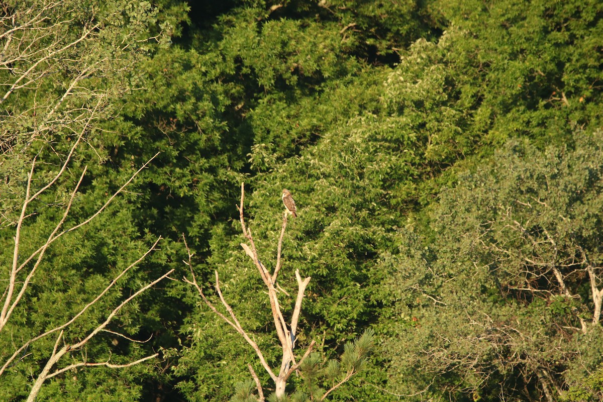 Red-tailed Hawk - Vyom Vyas