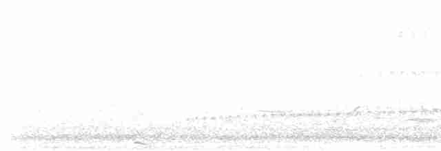 South Island Oystercatcher - ML480412011