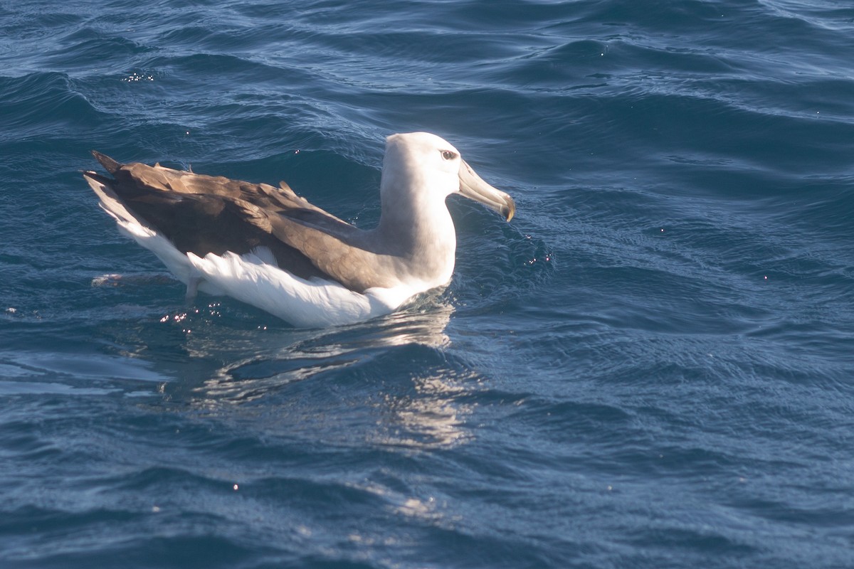 White-capped/Salvin's/Chatham Albatross - ML480412461