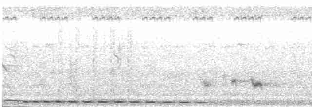 Cucal Cejiblanco (superciliosus/loandae) - ML480413911