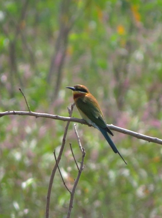 Blue-tailed Bee-eater - ML480414851