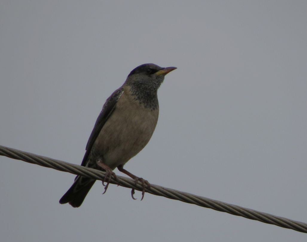Rosy Starling - Abhinand C
