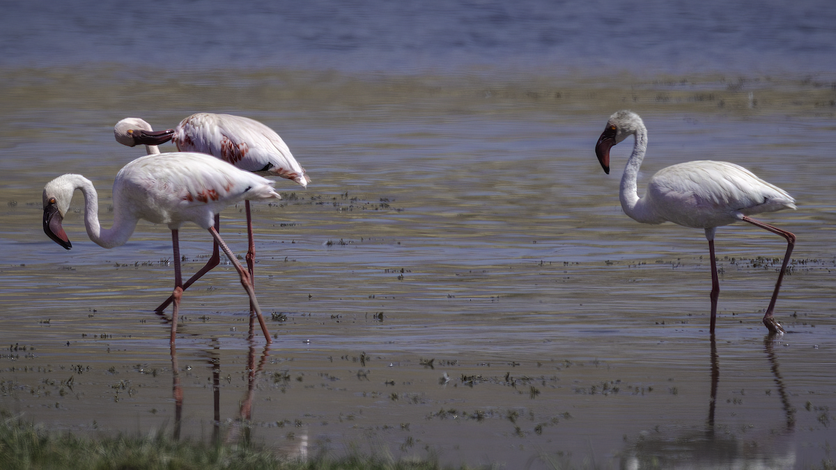 Lesser Flamingo - ML480416391