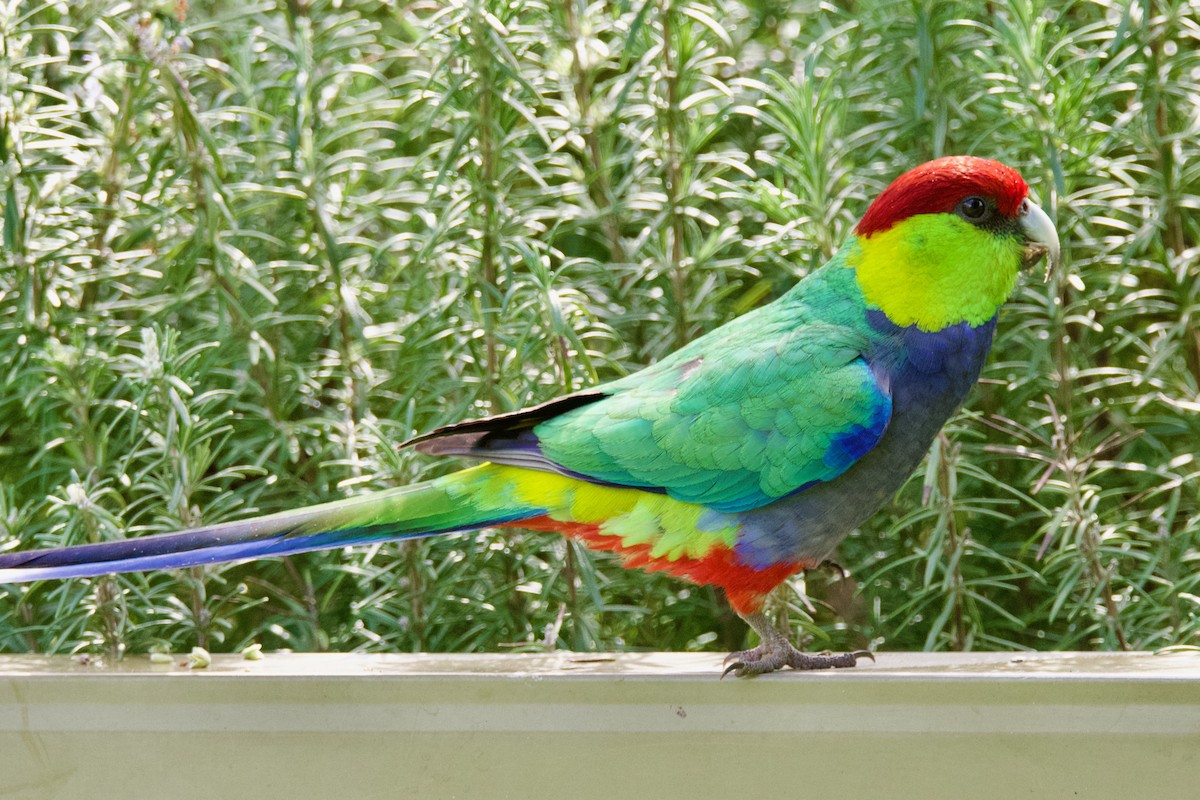Red-capped Parrot - ML480420531
