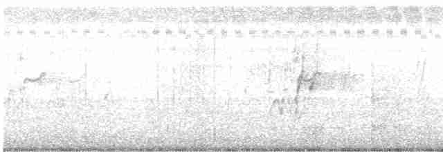 Dendrocygne siffleur - ML480424741