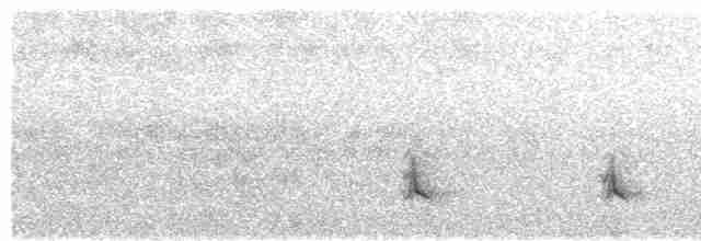 Güneyli Ak Şeritli Karıncakuşu - ML480427001
