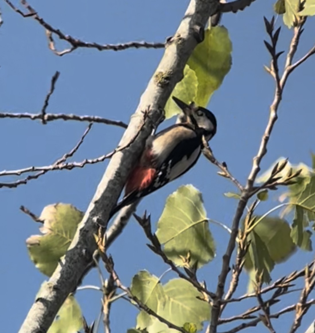 Great Spotted Woodpecker - ML480431241