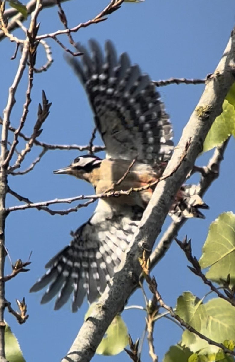 Great Spotted Woodpecker - ML480431271