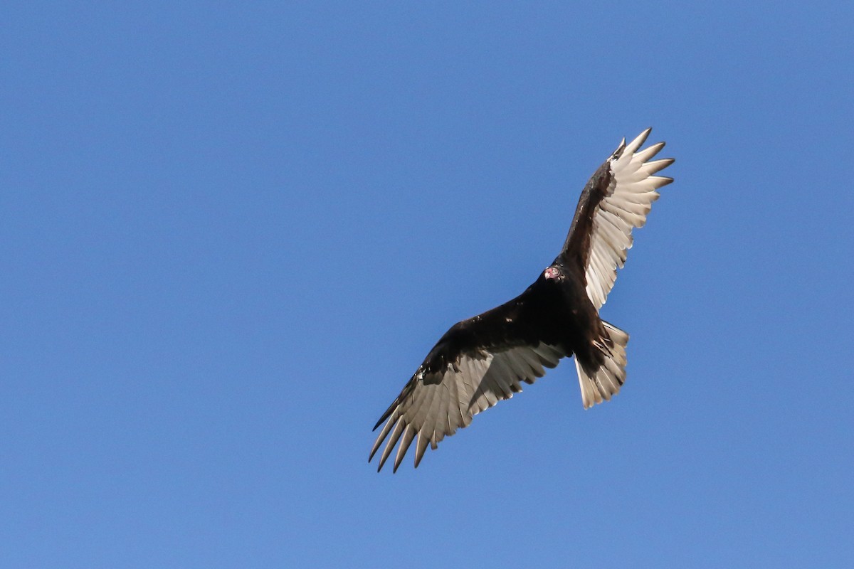 Turkey Vulture - ML480433851