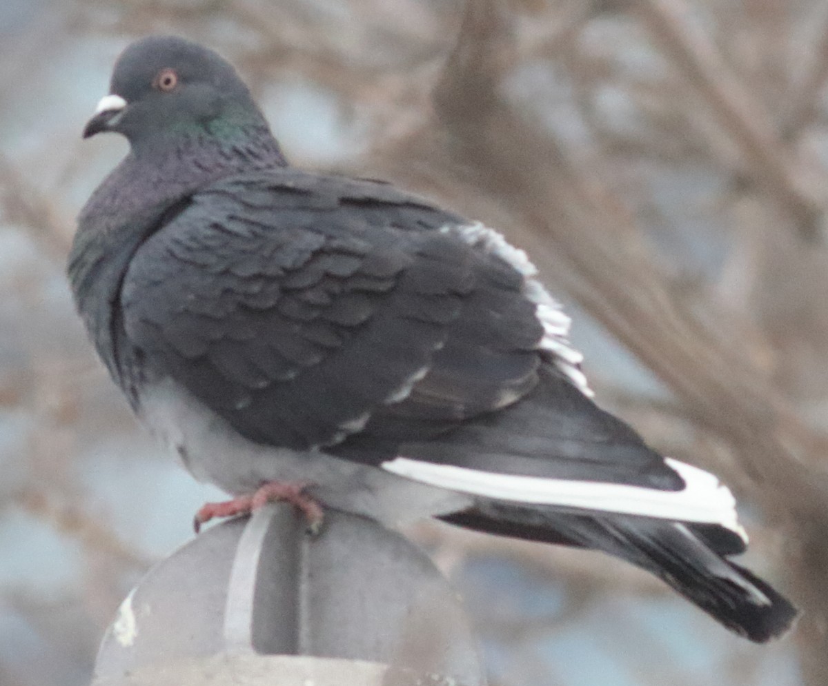 Rock Pigeon (Feral Pigeon) - ML48044151