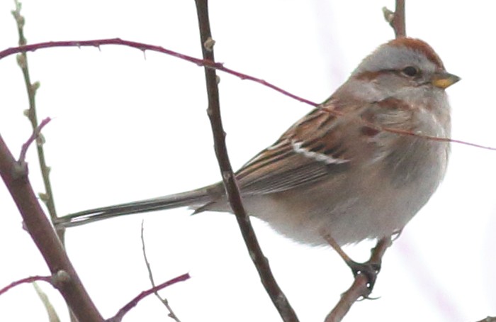 American Tree Sparrow - ML48044391