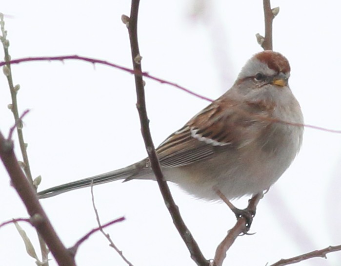 American Tree Sparrow - ML48044401