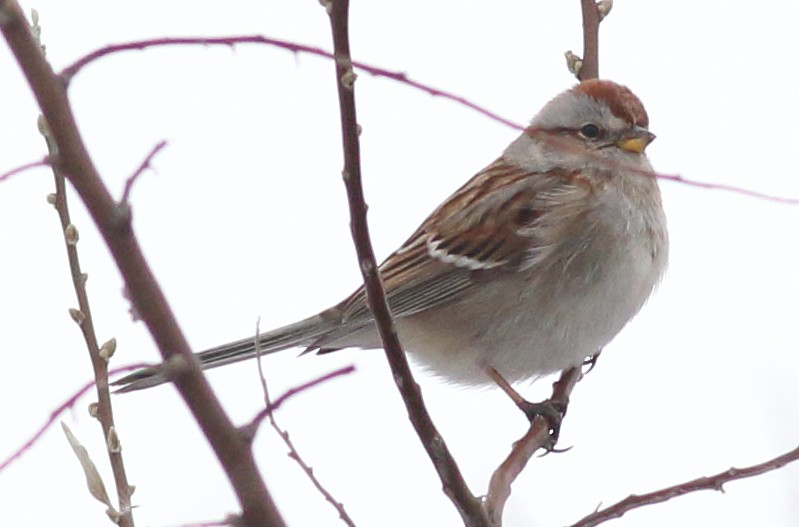 American Tree Sparrow - ML48044411