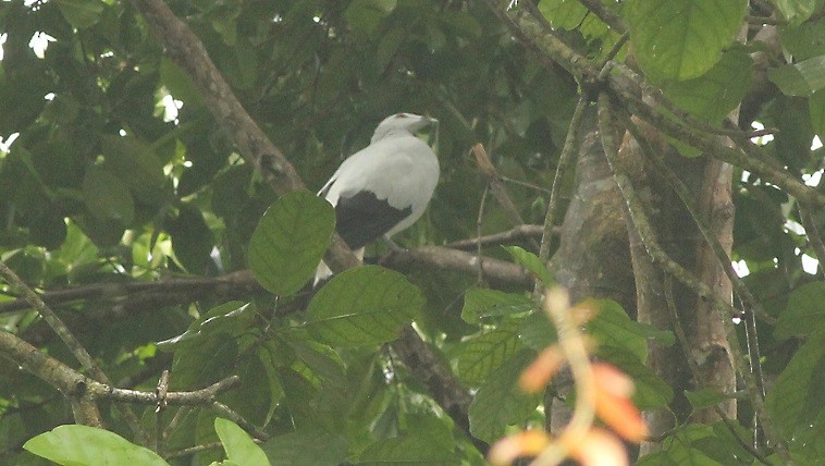 Silvery Wood-Pigeon - ML480444161
