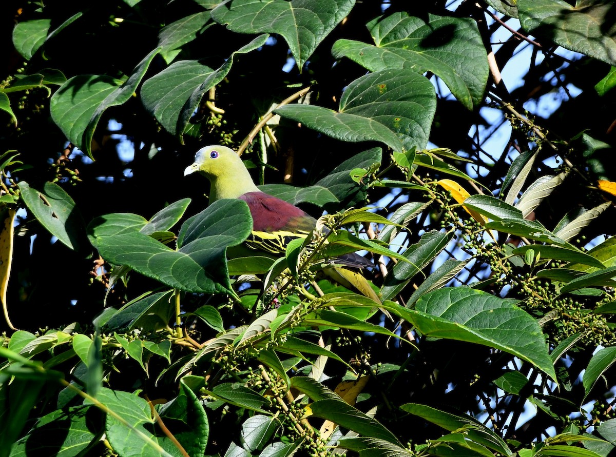 Gray-fronted Green-Pigeon - ML480451181