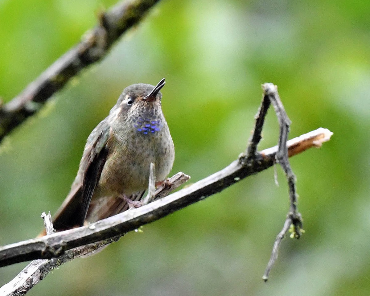 Speckled Hummingbird (inornata) - ML480455441