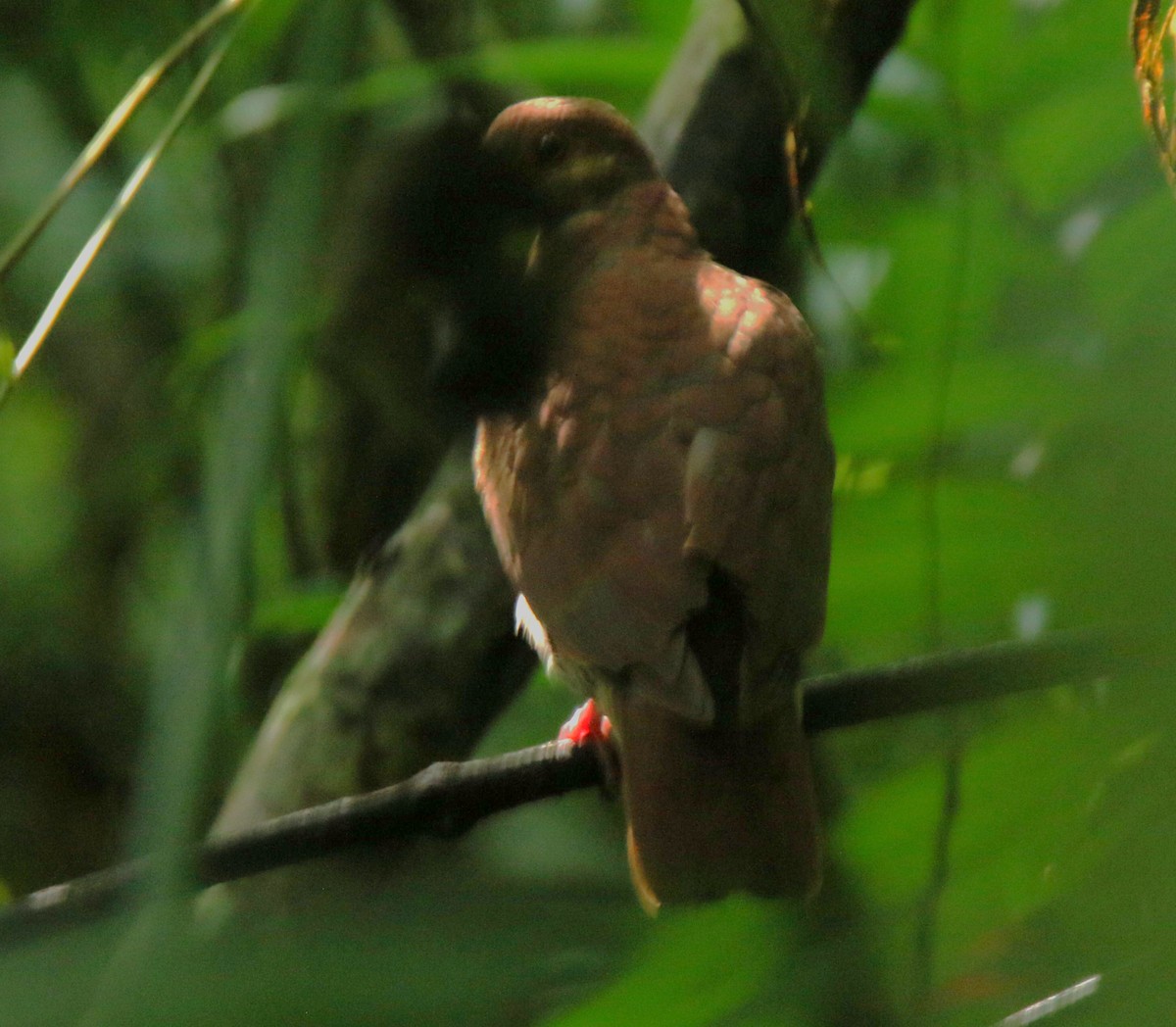 Ruddy Quail-Dove - Josue  de León Lux (Birding Guide) josuedeleonlux@gmail.com +502 3068 8988