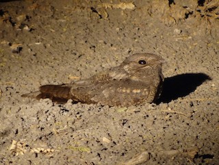  - Plain Nightjar