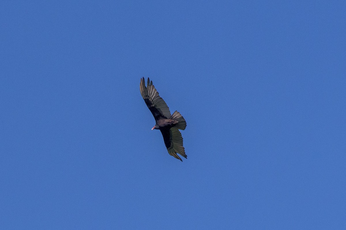 Turkey Vulture - ML480470161