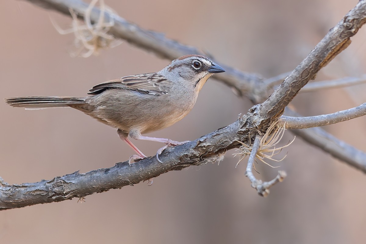 Oaxaca Sparrow - Dubi Shapiro