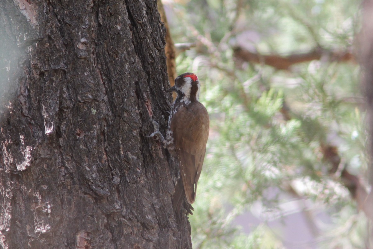 Arizona Woodpecker - ML480472251
