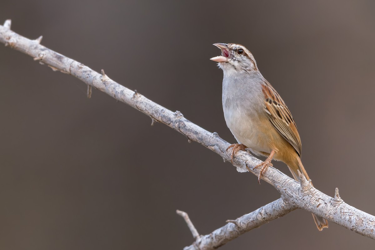 Cinnamon-tailed Sparrow - Dubi Shapiro