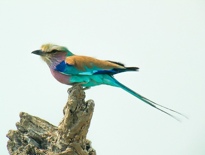 Lilac-breasted Roller - ML48048041