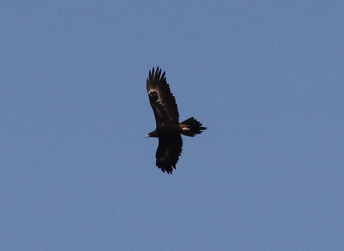 Wedge-tailed Eagle - ML480481261