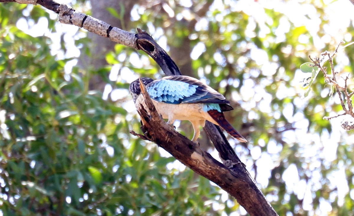 Blue-winged Kookaburra - Joelle Finley