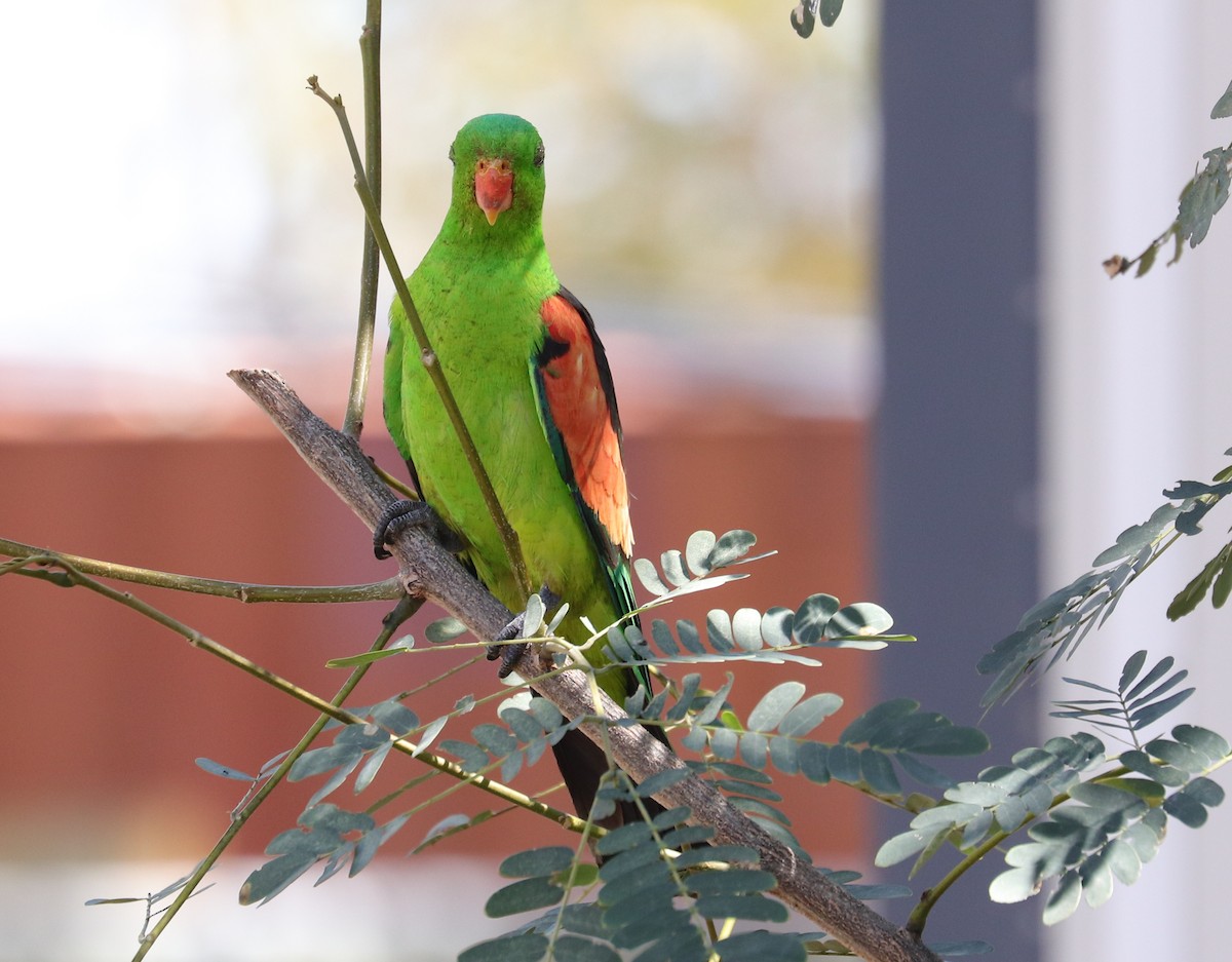 Red-winged Parrot - ML480484101