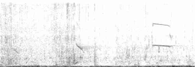 Ibis blanc - ML48048631