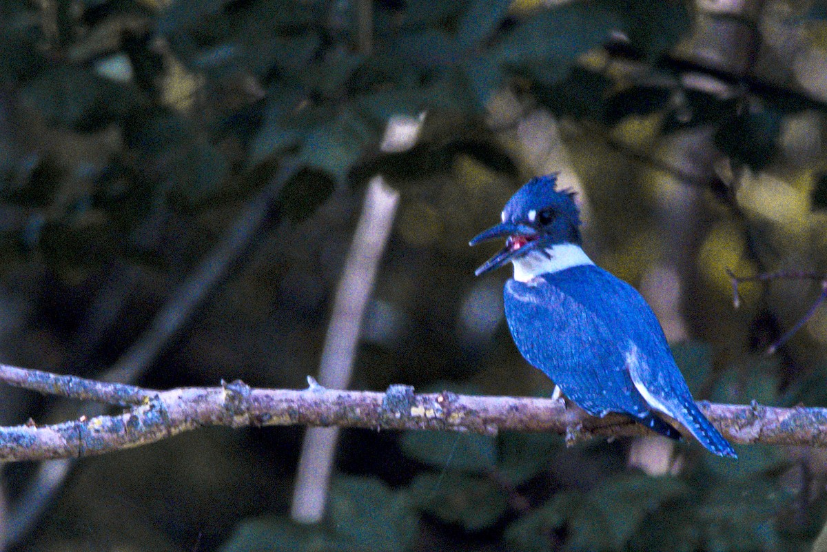 Belted Kingfisher - ML480492531