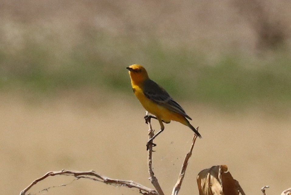 Yellow Chat - ML480493071