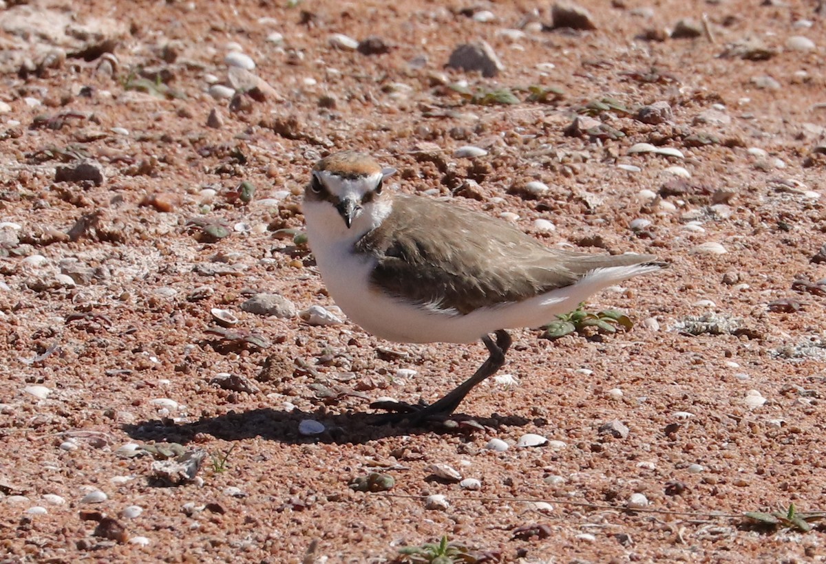 Red-capped Plover - ML480493331
