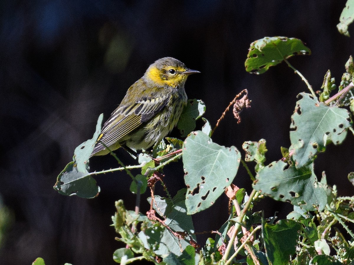 Cape May Warbler - ML480496231