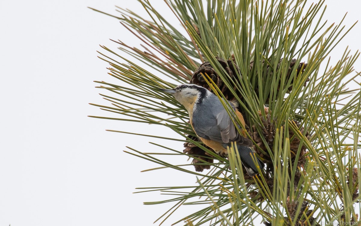 Red-breasted Nuthatch - Chris Thomas
