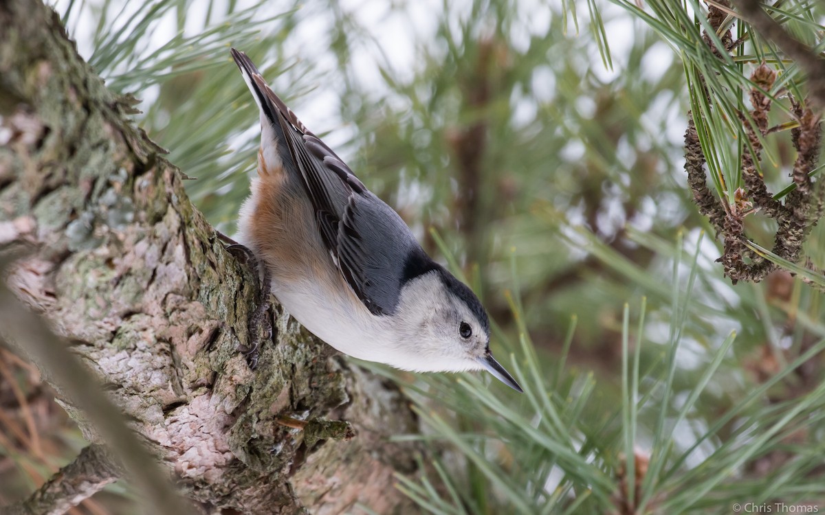 White-breasted Nuthatch - Chris Thomas