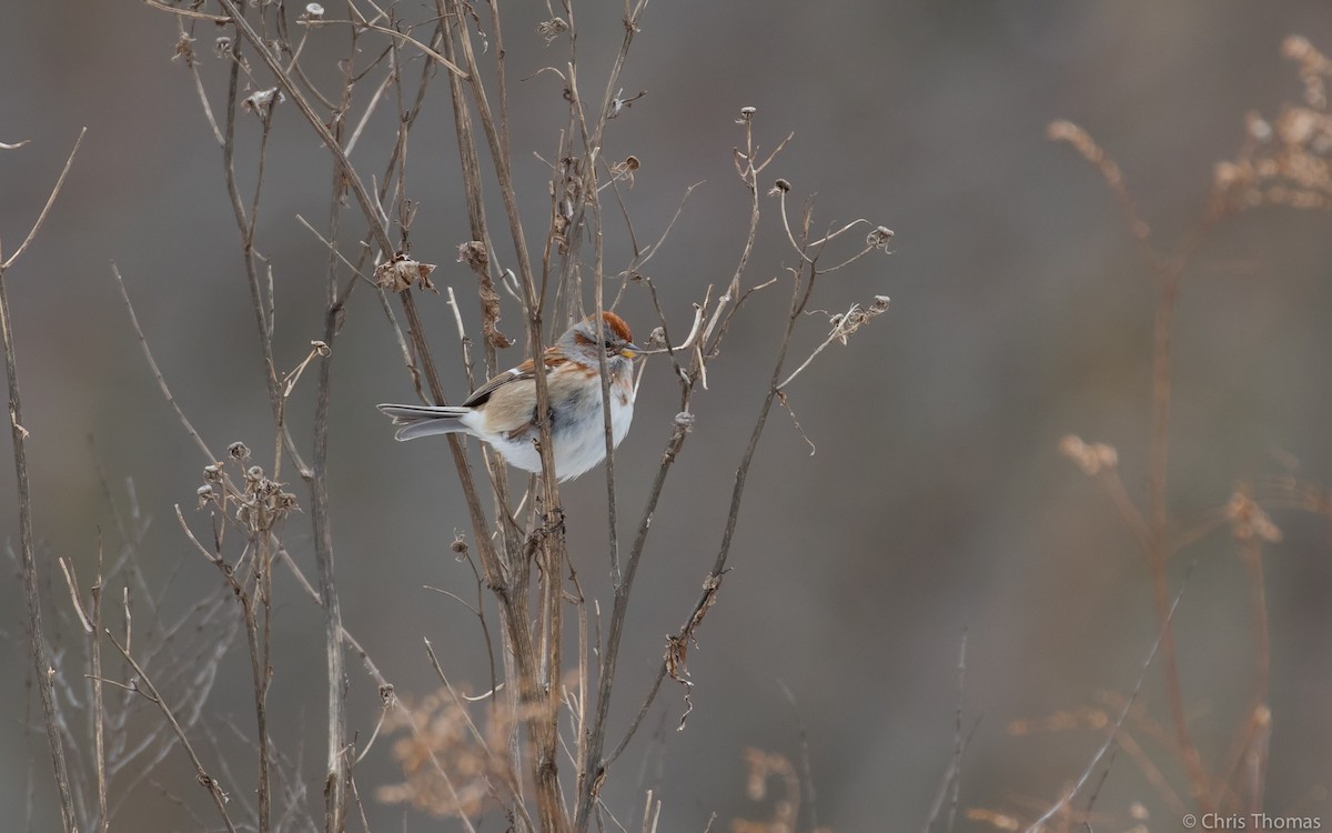American Tree Sparrow - ML48050901