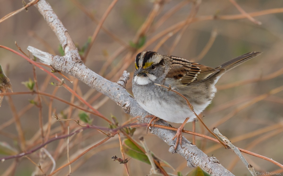 White-throated Sparrow - ML48050941