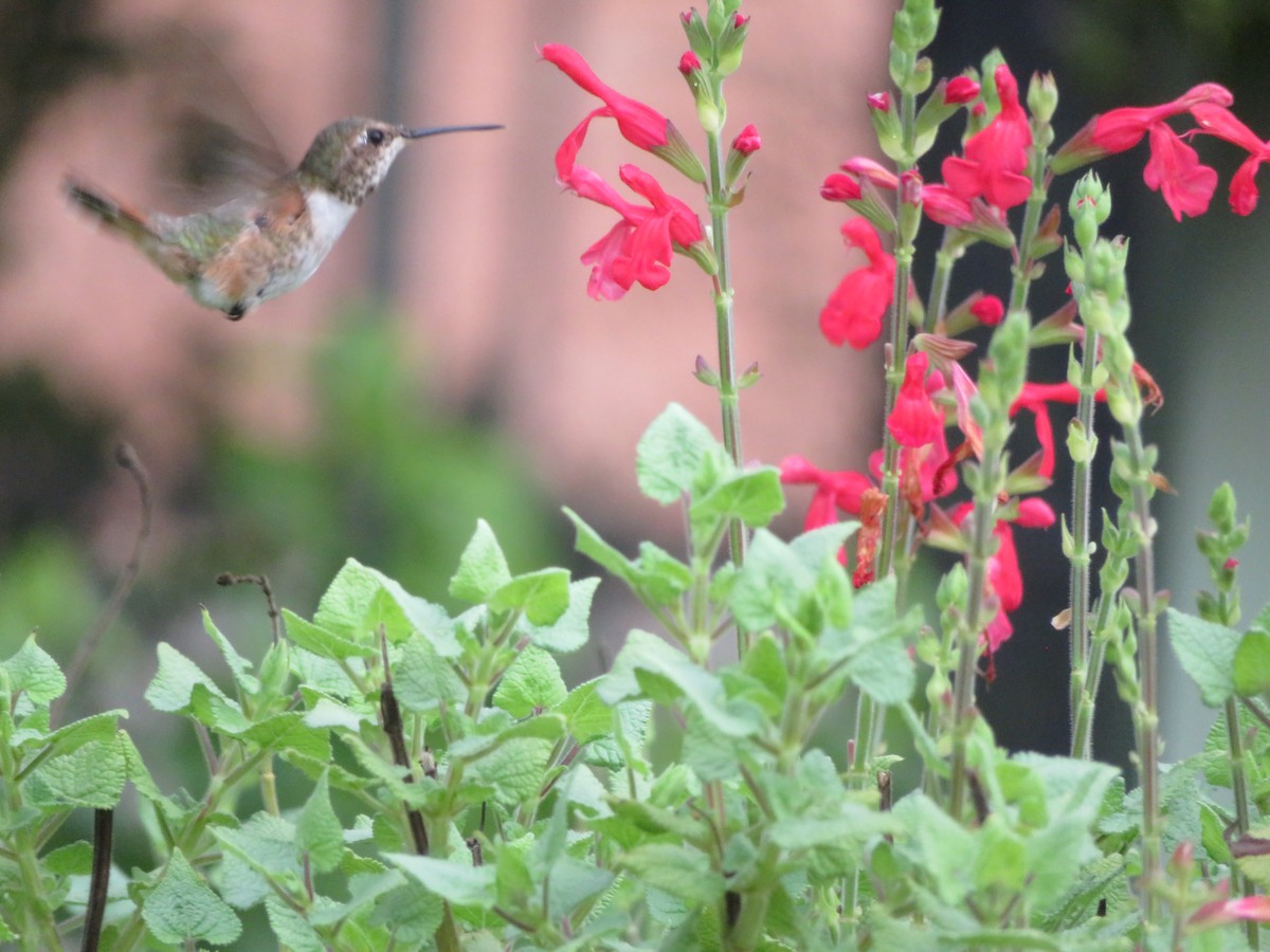 ML480509851 - Rufous Hummingbird - Macaulay Library
