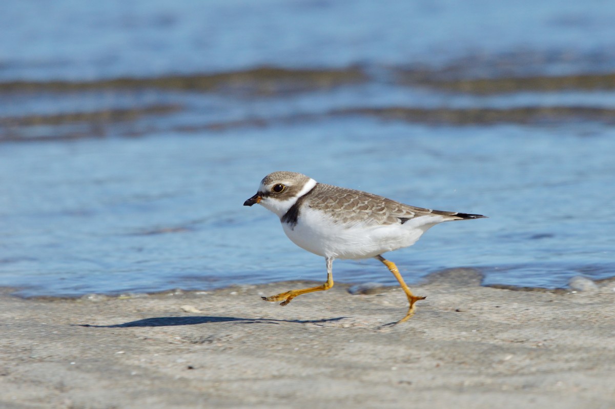 Semipalmated Plover - ML480512491