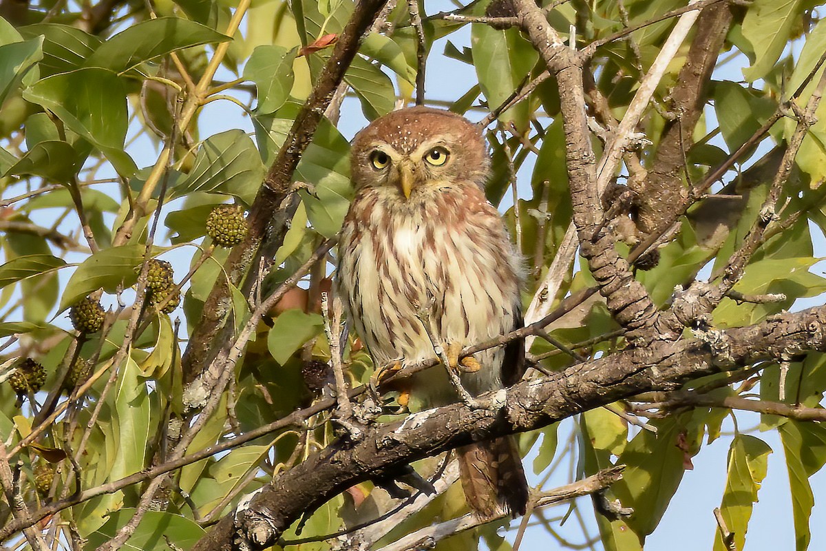 Pearl-spotted Owlet - ML480515151